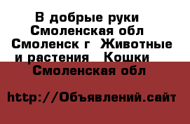В добрые руки - Смоленская обл., Смоленск г. Животные и растения » Кошки   . Смоленская обл.